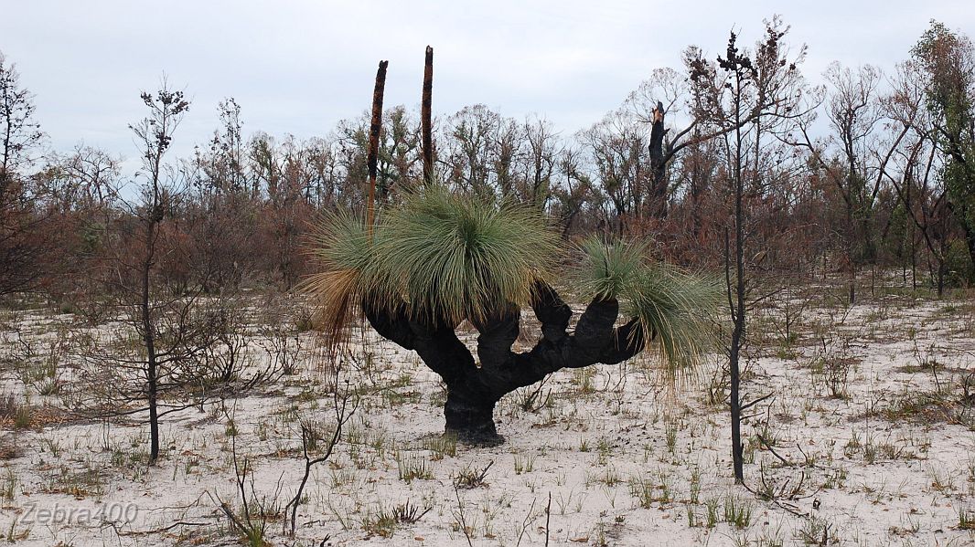 23-Superb desert vegetation.JPG